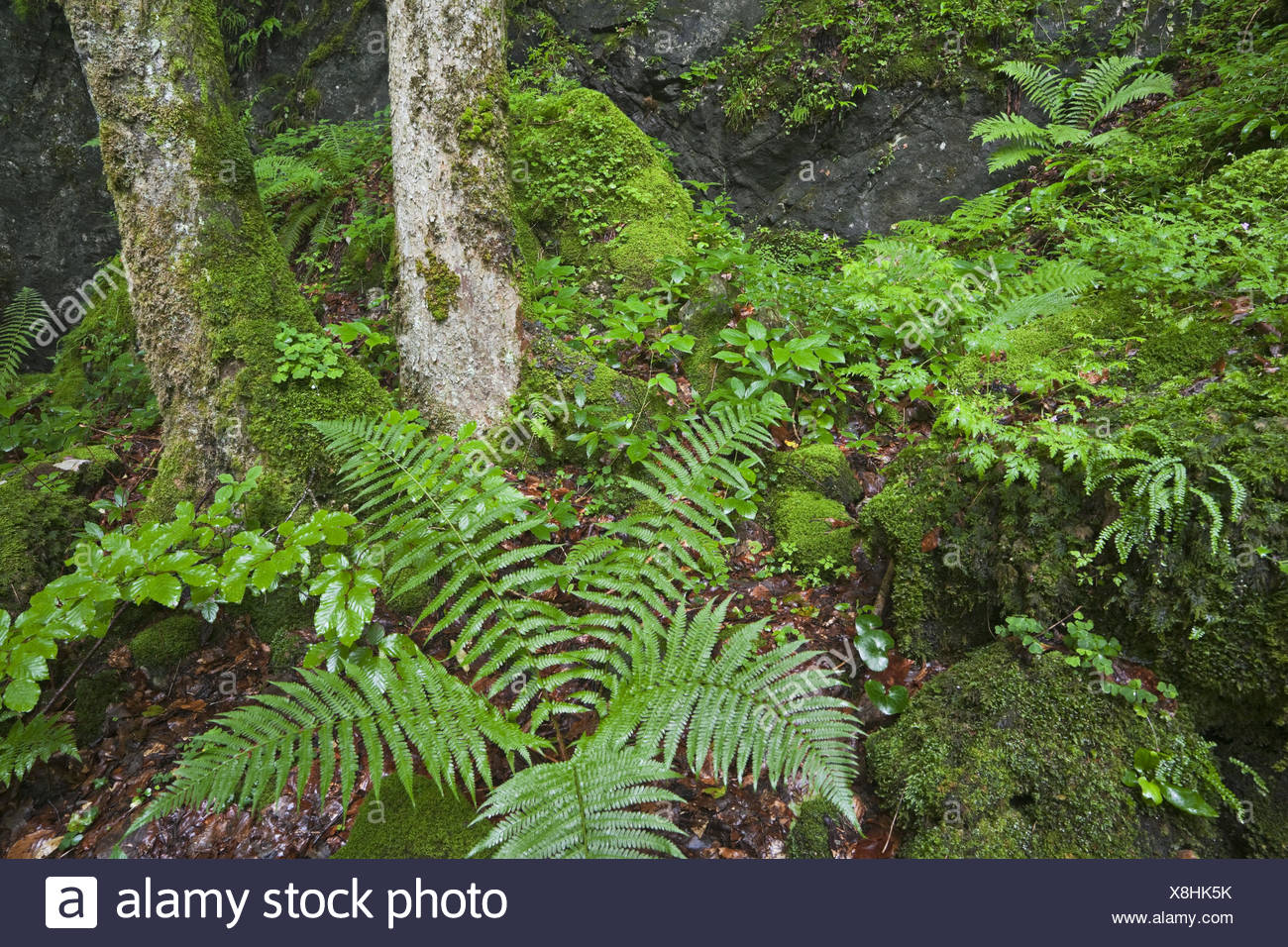 Austria Vorarlberg Bregenzer Wood Mosses Ferns Stock Photo Alamy