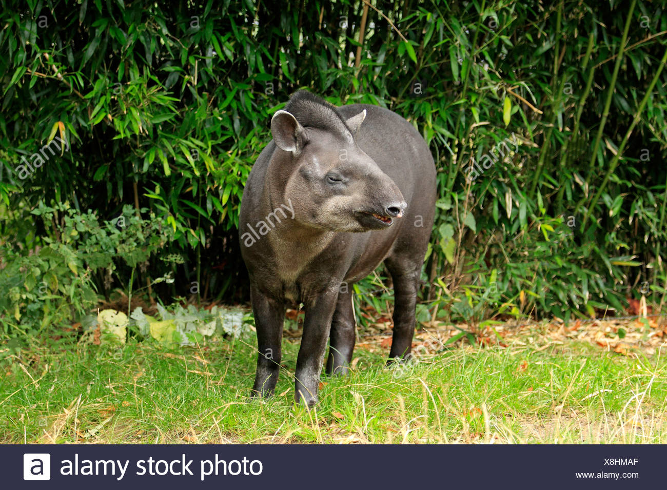 Tapir Rear South American Tapirs High Resolution Stock Photography and Images - Alamy