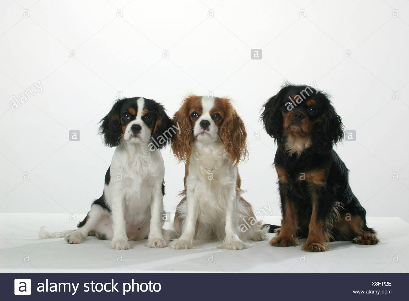 Blenheim Black And Tan Stock Photos & Blenheim Black And Blenheim Black And Tan Stock Photos & Blenheim Black And