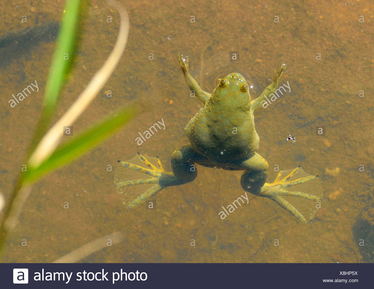 South Africa Frogs High Resolution Stock Photography and Images Alamy