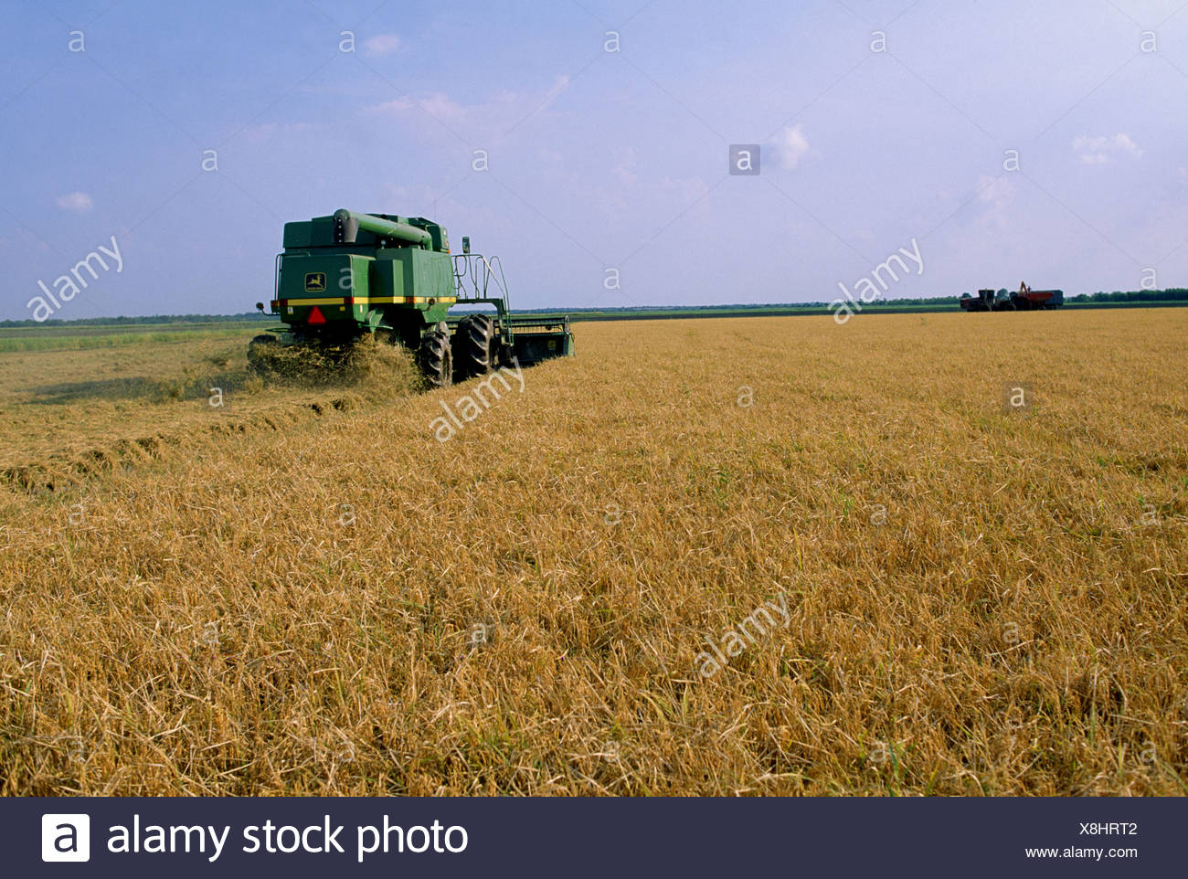 How long rice mature louisiana — photo 6
