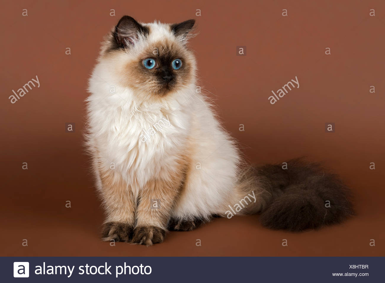 7 months in cat years