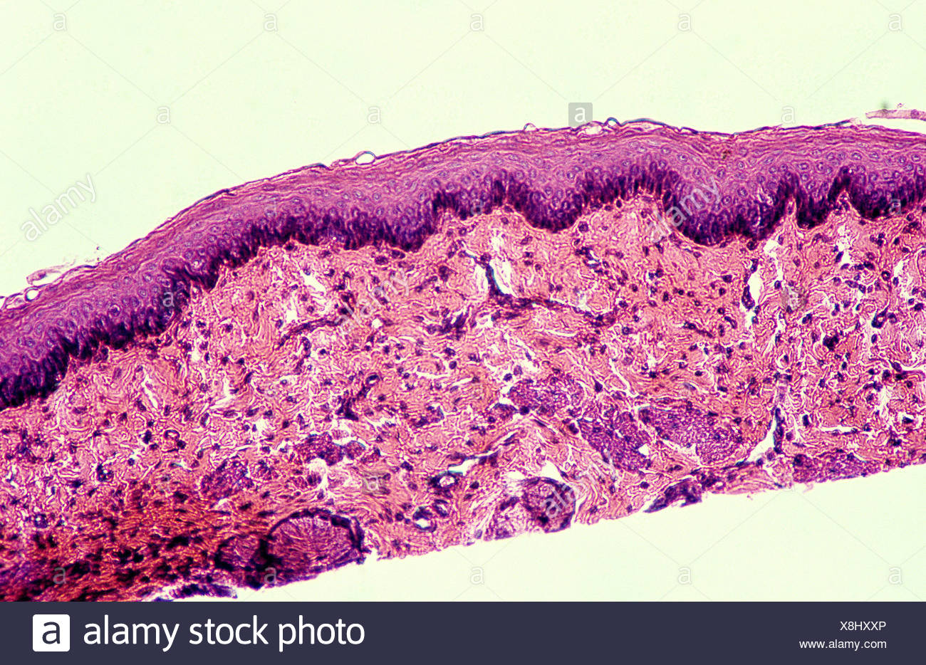 Keratin Stock Photos & Keratin Stock Images Alamy