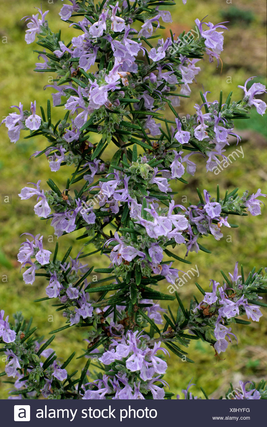 Rosemary Flower High Resolution Stock Photography and Images Alamy