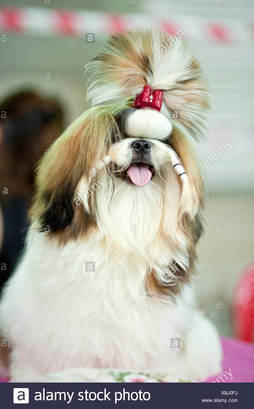 Shizu High Resolution Stock Photography and Images - Alamy