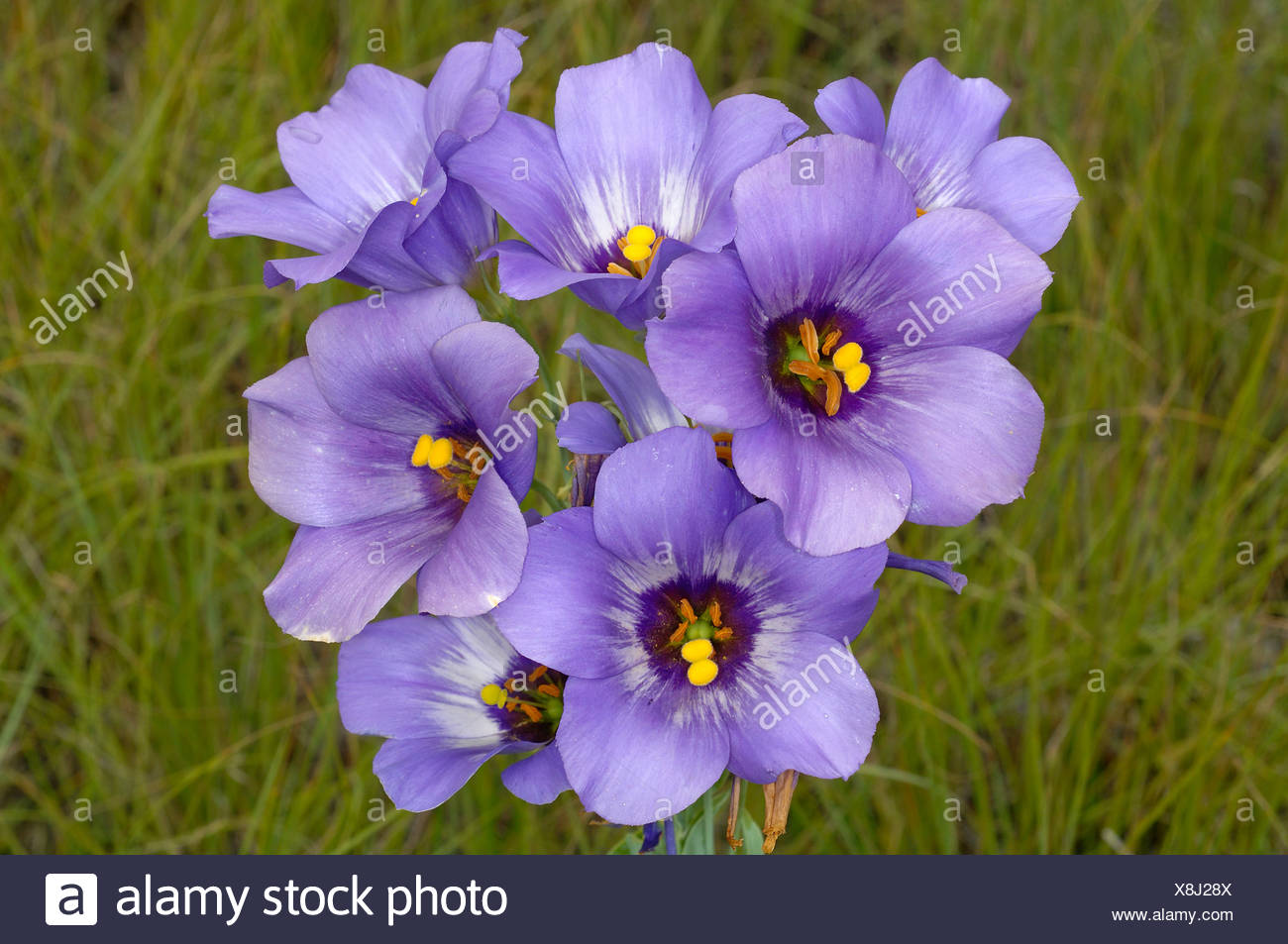 Texas Bluebell Flower High Resolution Stock Photography and Images Alamy