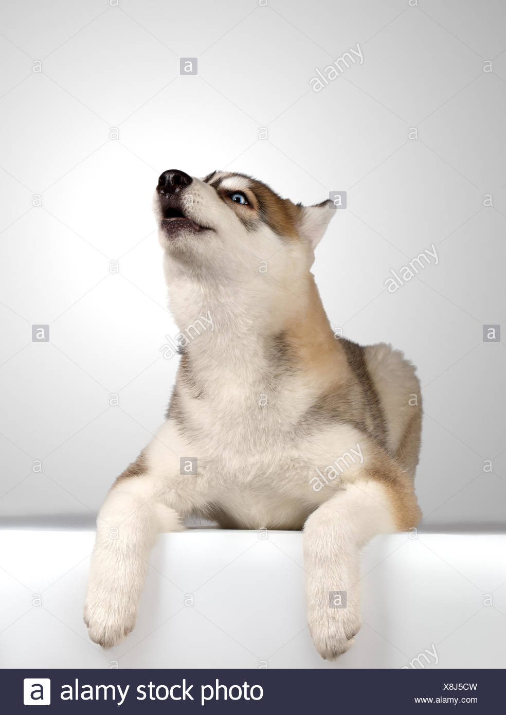 husky puppy howling