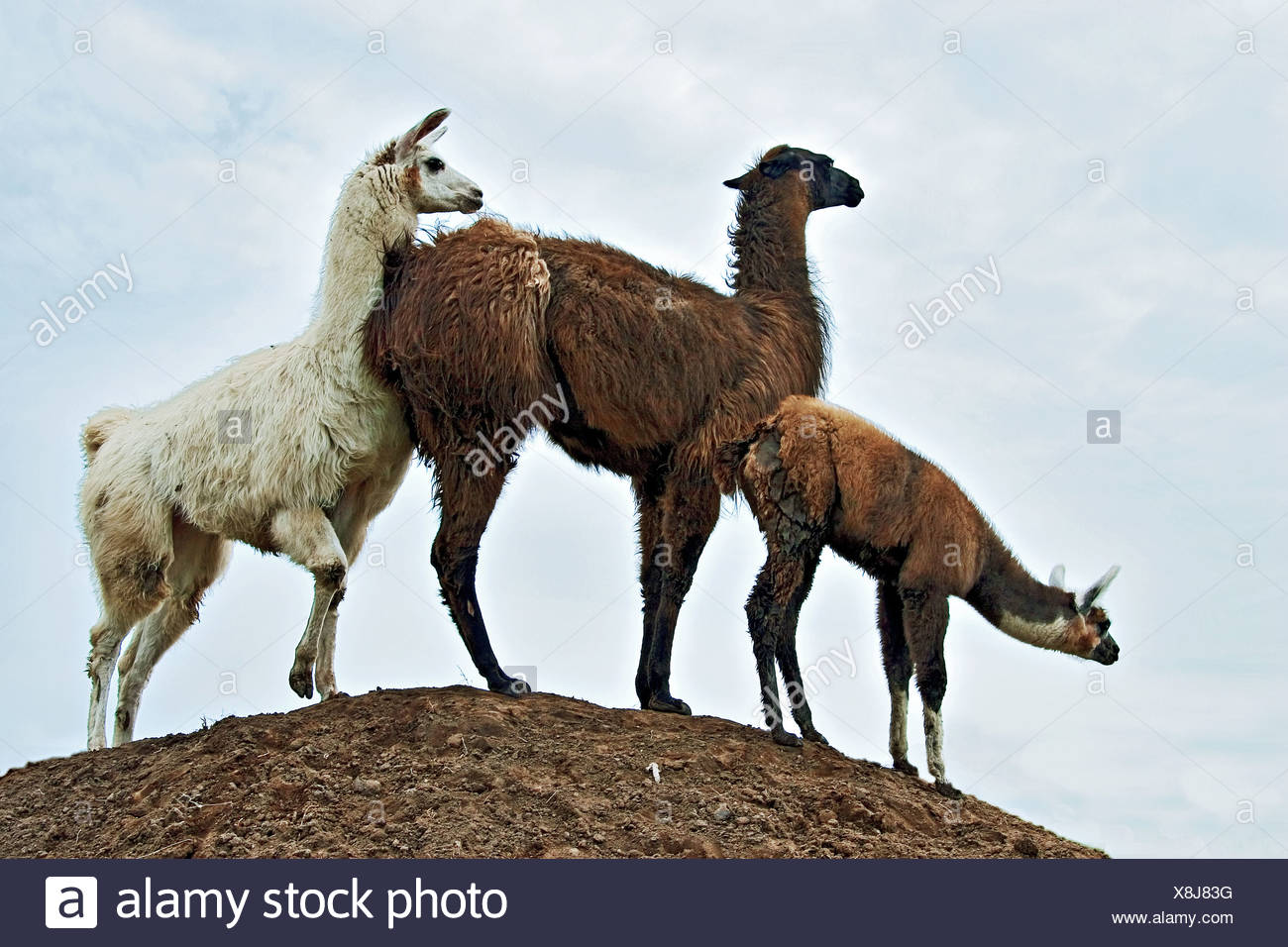 Three Lamas High Resolution Stock Photography and Images - Alamy