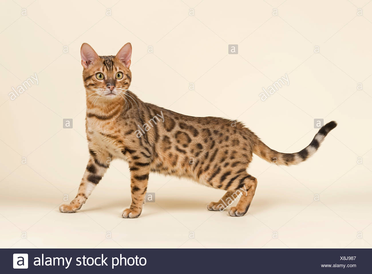 Bengal Cat Male Brown Rosetted Stock Photo Alamy