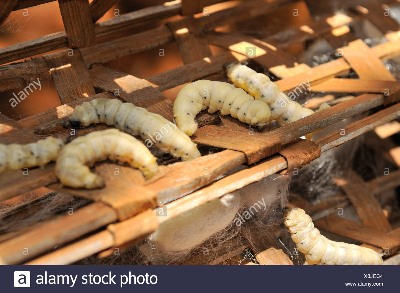 Farming Silkworms Stock Photos & Farming Silkworms Stock Images Alamy