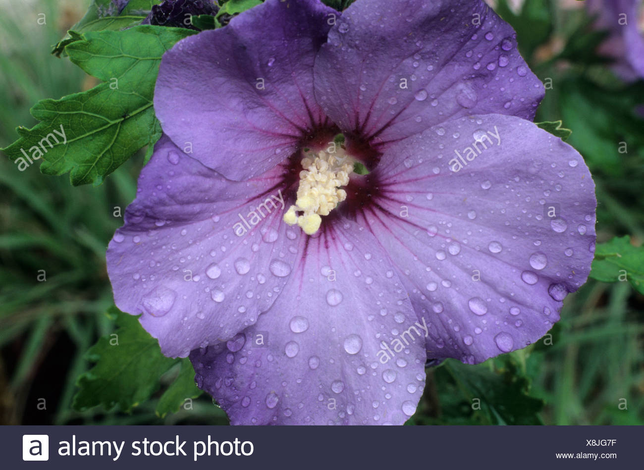 Hibiscus Syriacus Blue Bird Syn H S Oiseau Bleu Stock Photo