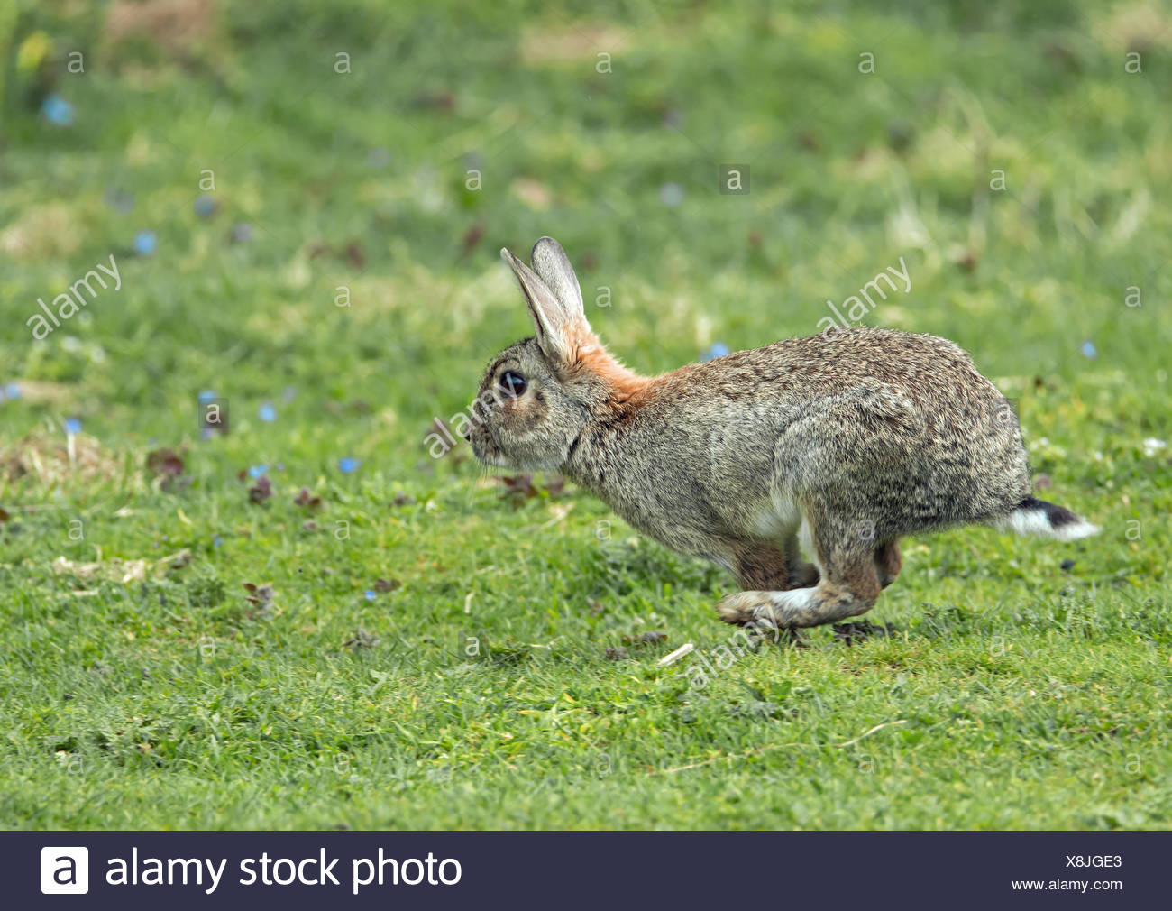 Rabbit Running Stock Photos & Rabbit Running Stock Images Alamy