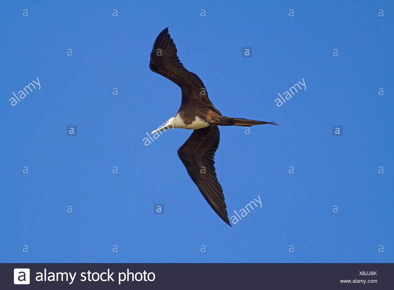 Great Frigate Bird High Resolution Stock Photography and Images Alamy
