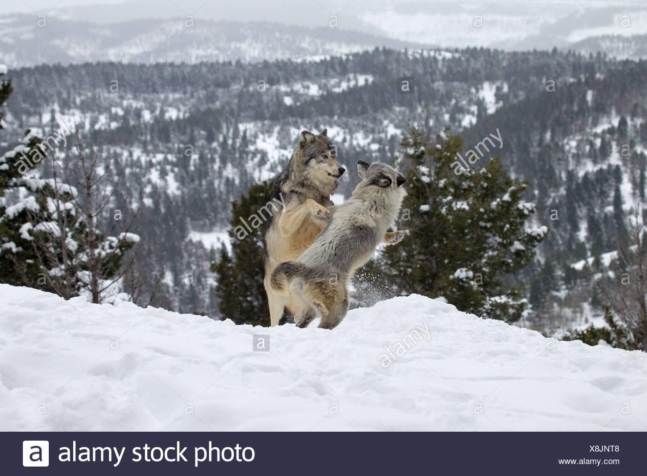 Two Wolves Mating High Resolution Stock Photography and Images Alamy