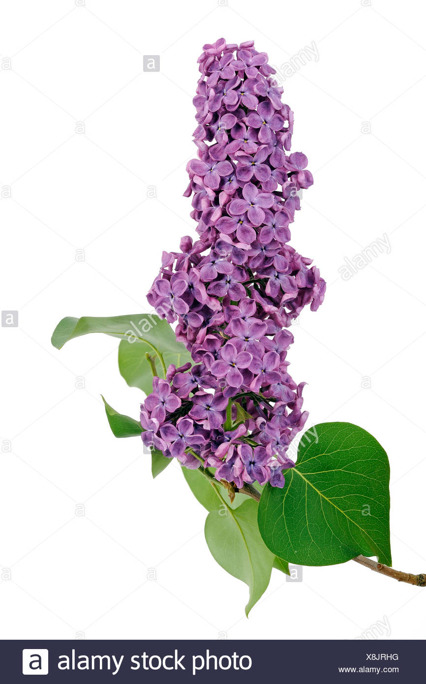 Flora Wonder Blog