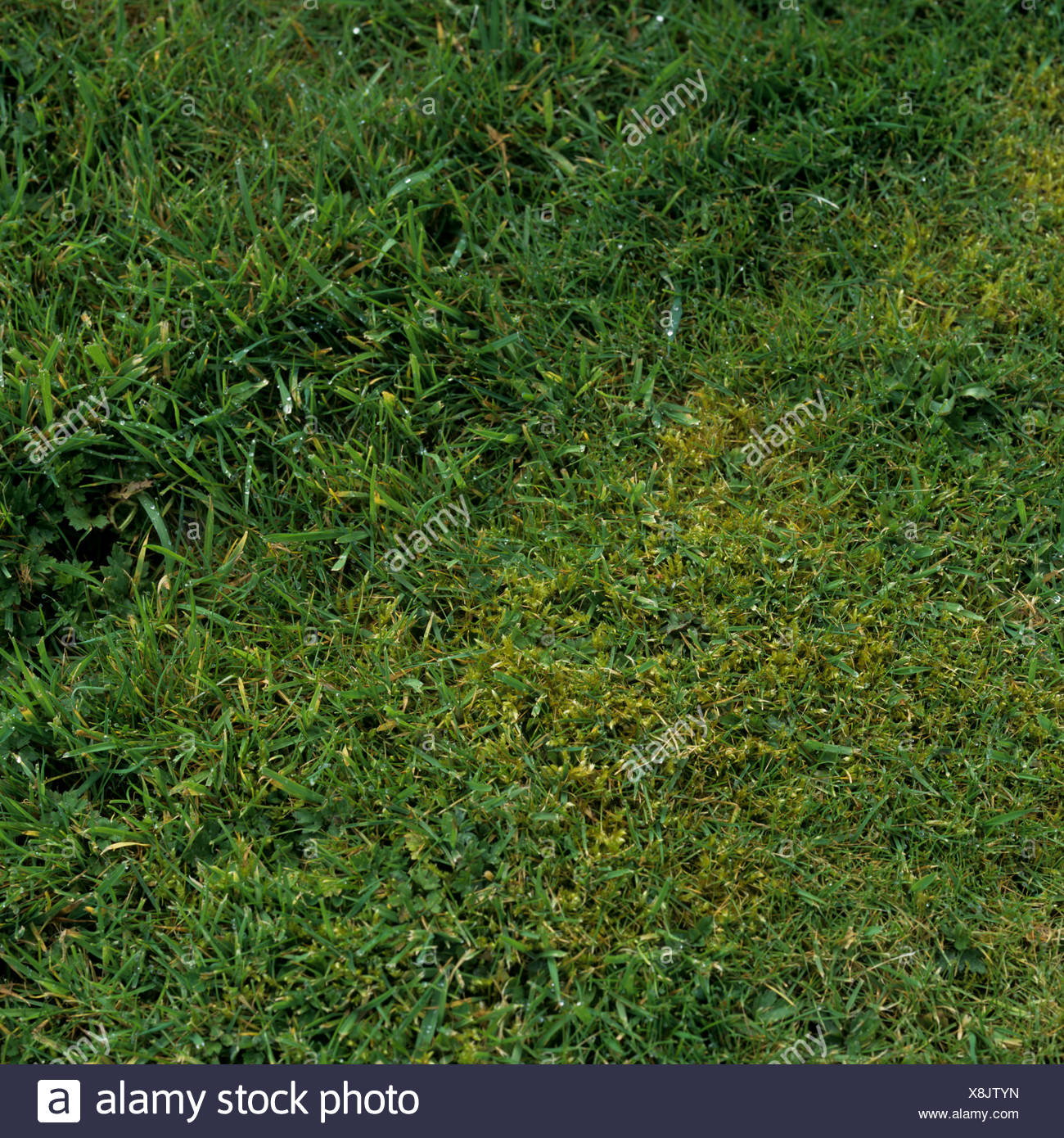 Lawn Grass Moss High Resolution Stock Photography And Images Alamy