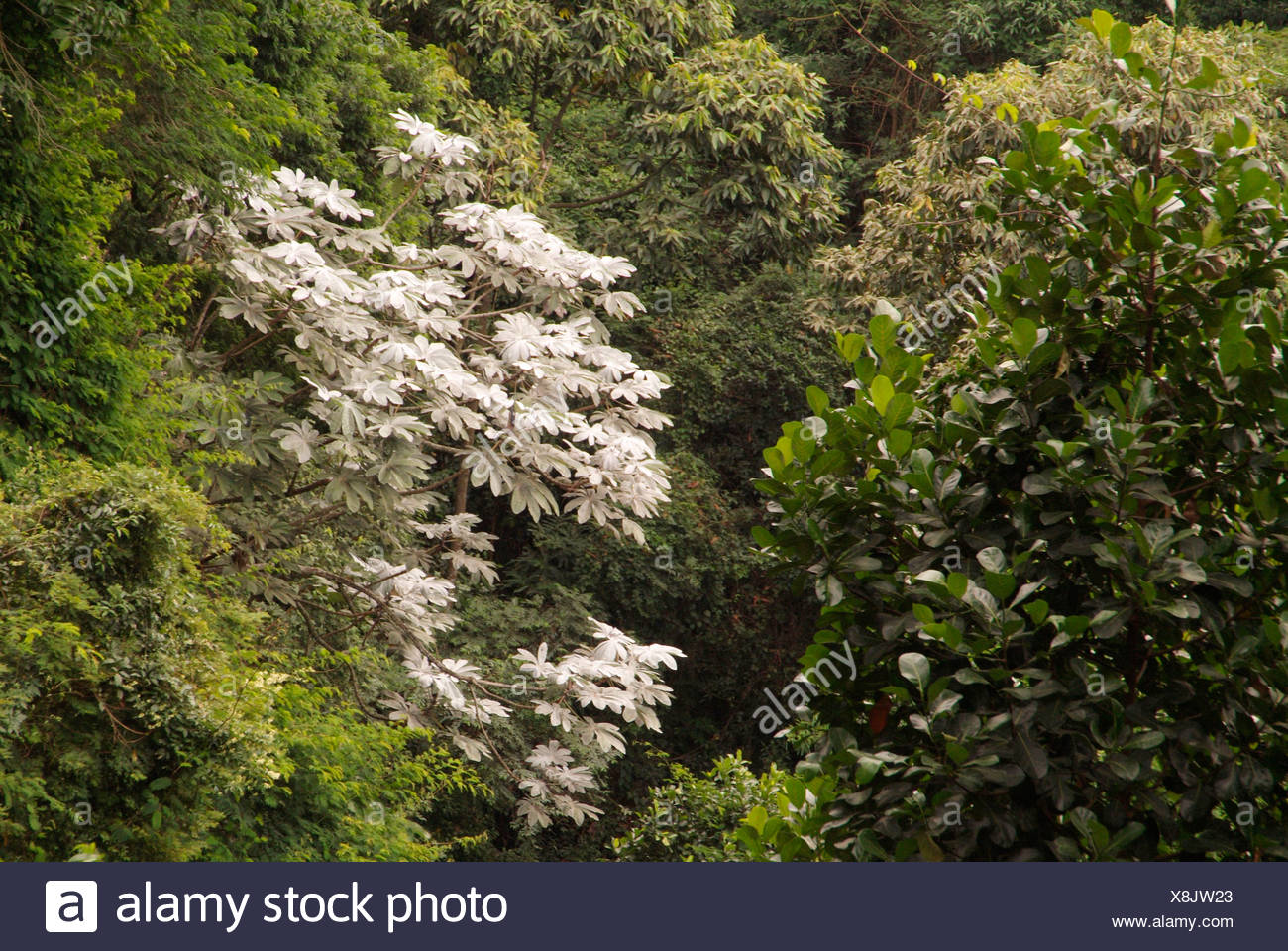 Embaúba São Paulo fonte: c8.alamy.com