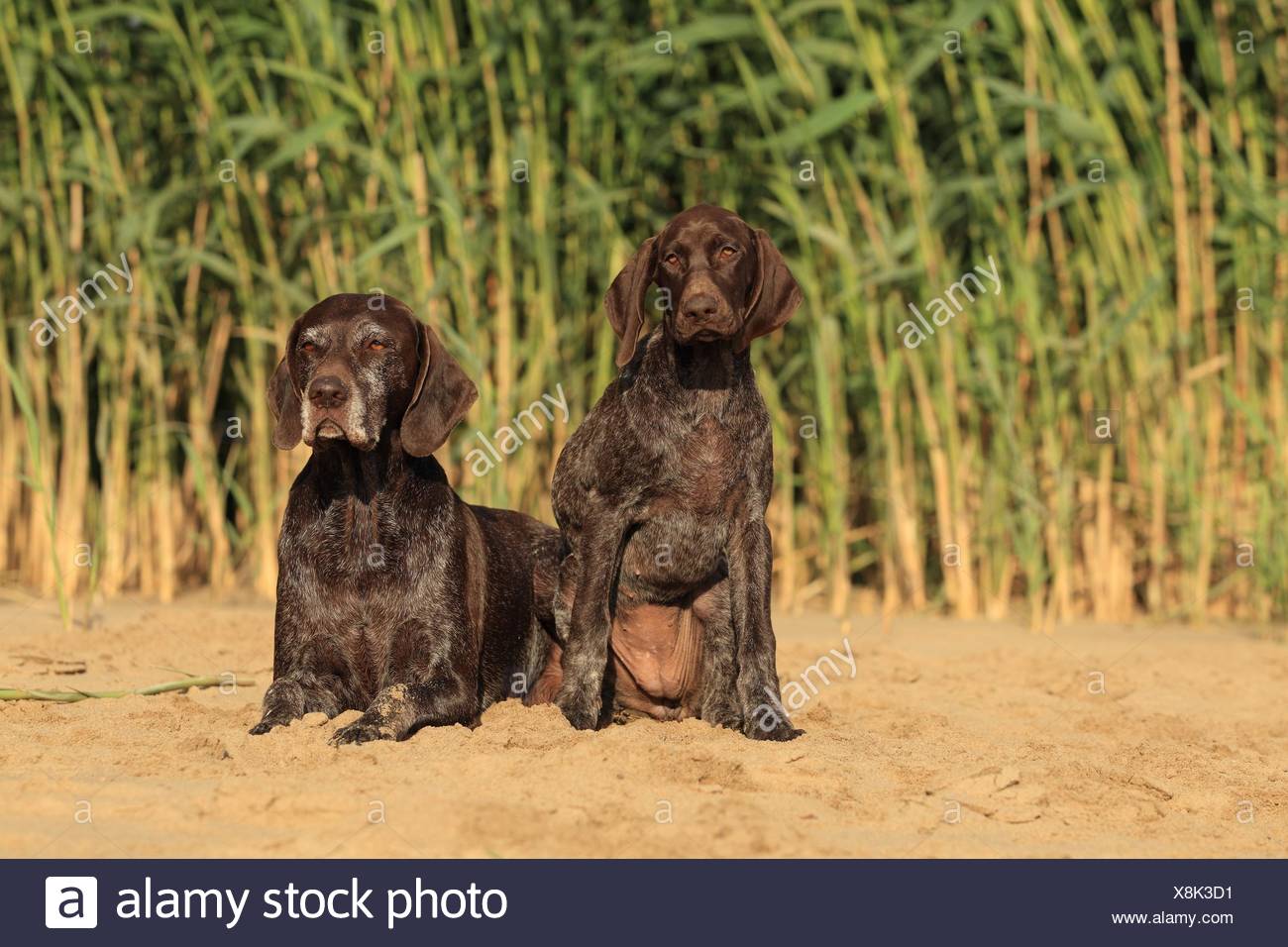 2 German Shorthaired Pointer Stock Photo 280702941 Alamy