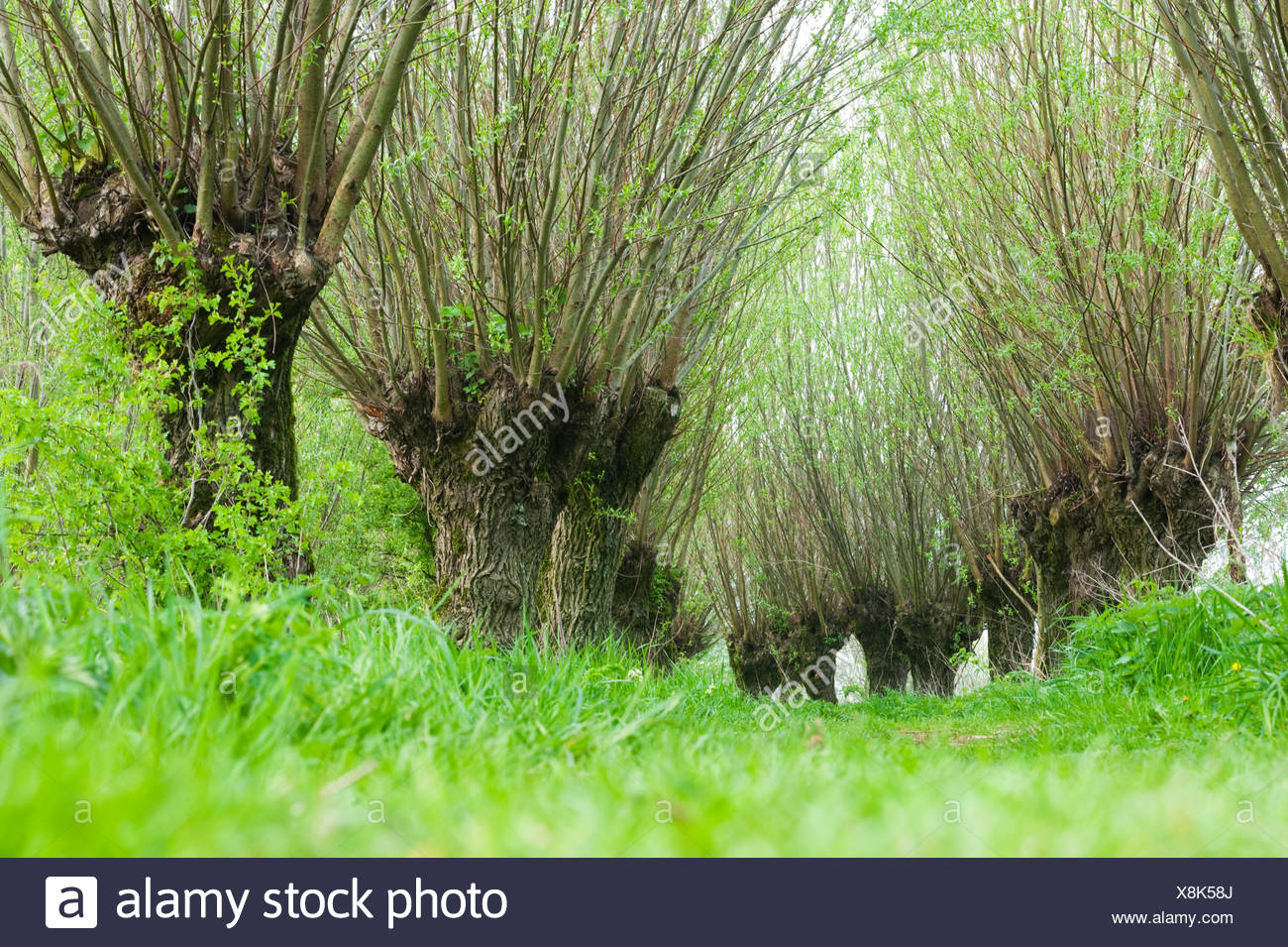 Willow Coppice Stock Photos & Willow Coppice Stock Images Alamy