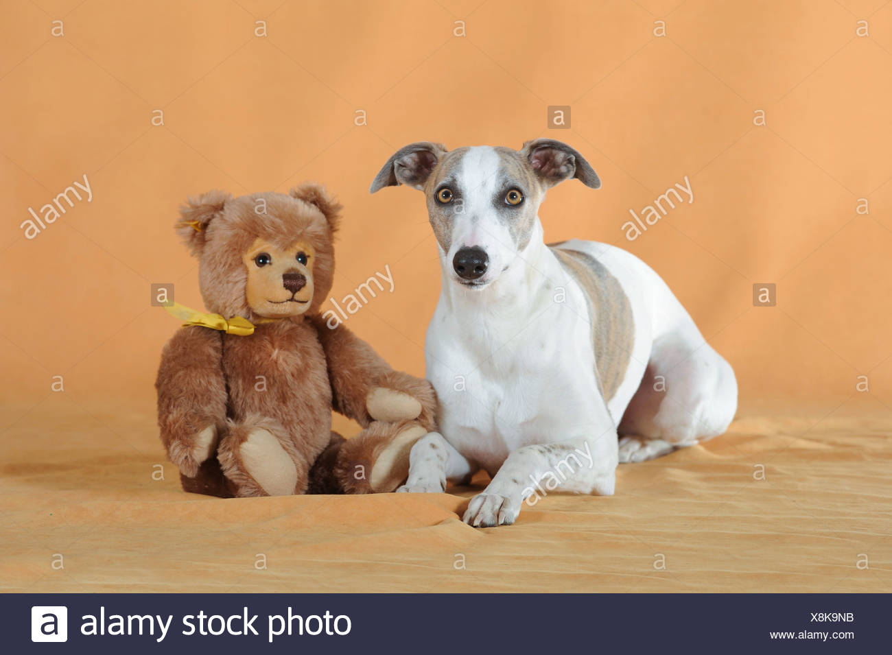 whippet teddy