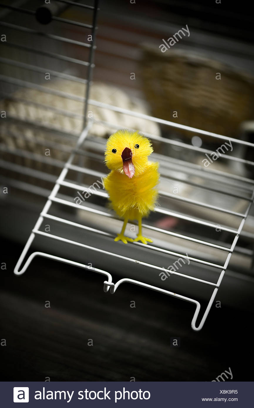 Humor Birds High Resolution Stock Photography And Images Alamy