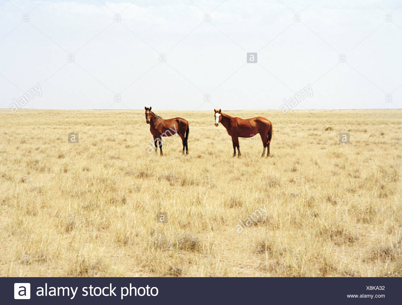 Pampas Argentina Horses High Resolution Stock Photography and Images