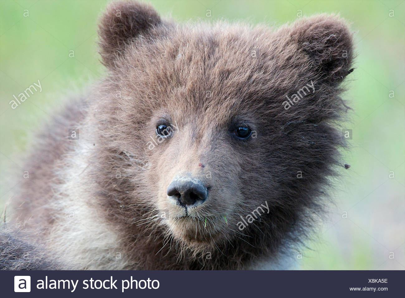 The Face Of A Small Grizzly Bear Cub Stock Photo 280708218 Alamy