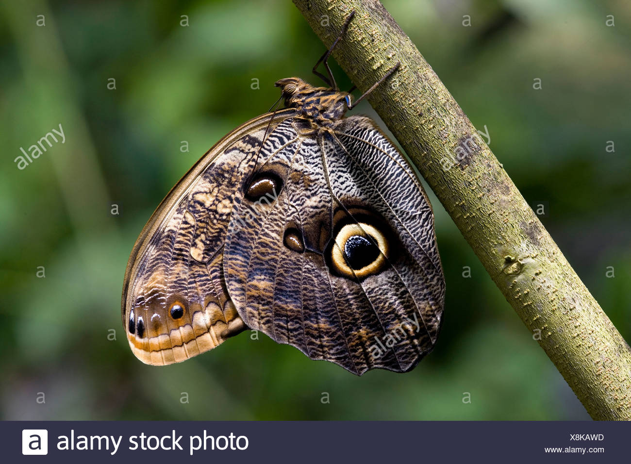 Page 3 Bug In Costa Rica High Resolution Stock Photography And Images Alamy Page 3 Bug In Costa Rica High Resolution Stock Photography And Images Alamy