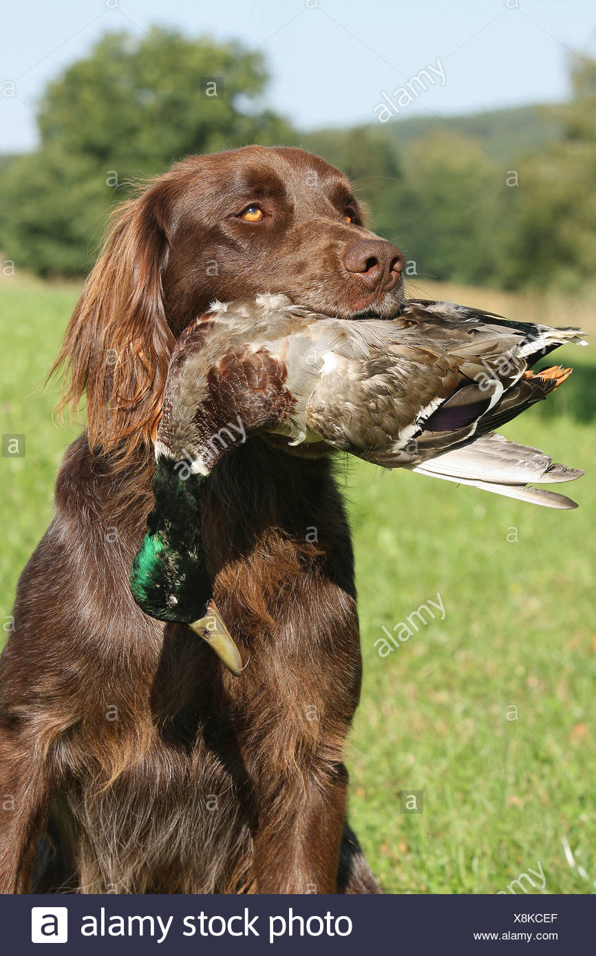 German Longhaired Pointer Dog With Prey Stock Photo Alamy