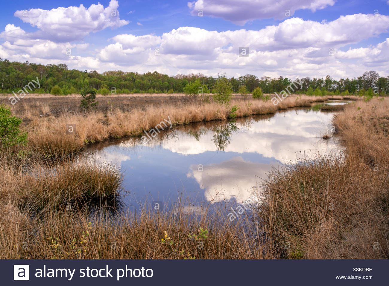 moor landscape Stock Photo