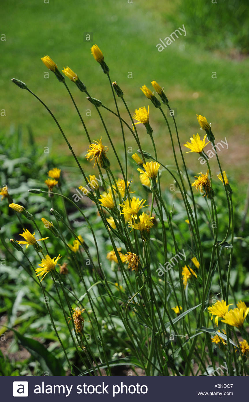 Garten Schwarzwurzel Scorzonera Hispanica High Resolution Stock Photography And Images Alamy