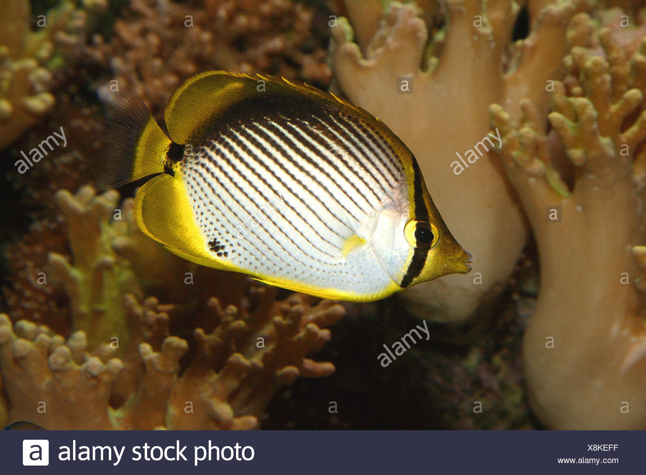 Blackback Butterflyfish Chaetodon Melanotus Stock Photo Alamy Blackback Butterflyfish Chaetodon Melanotus Stock Photo Alamy