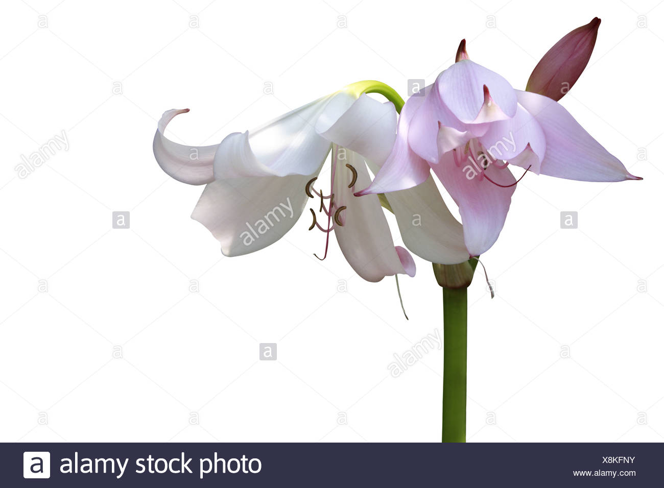crinum powellii Stock Photo