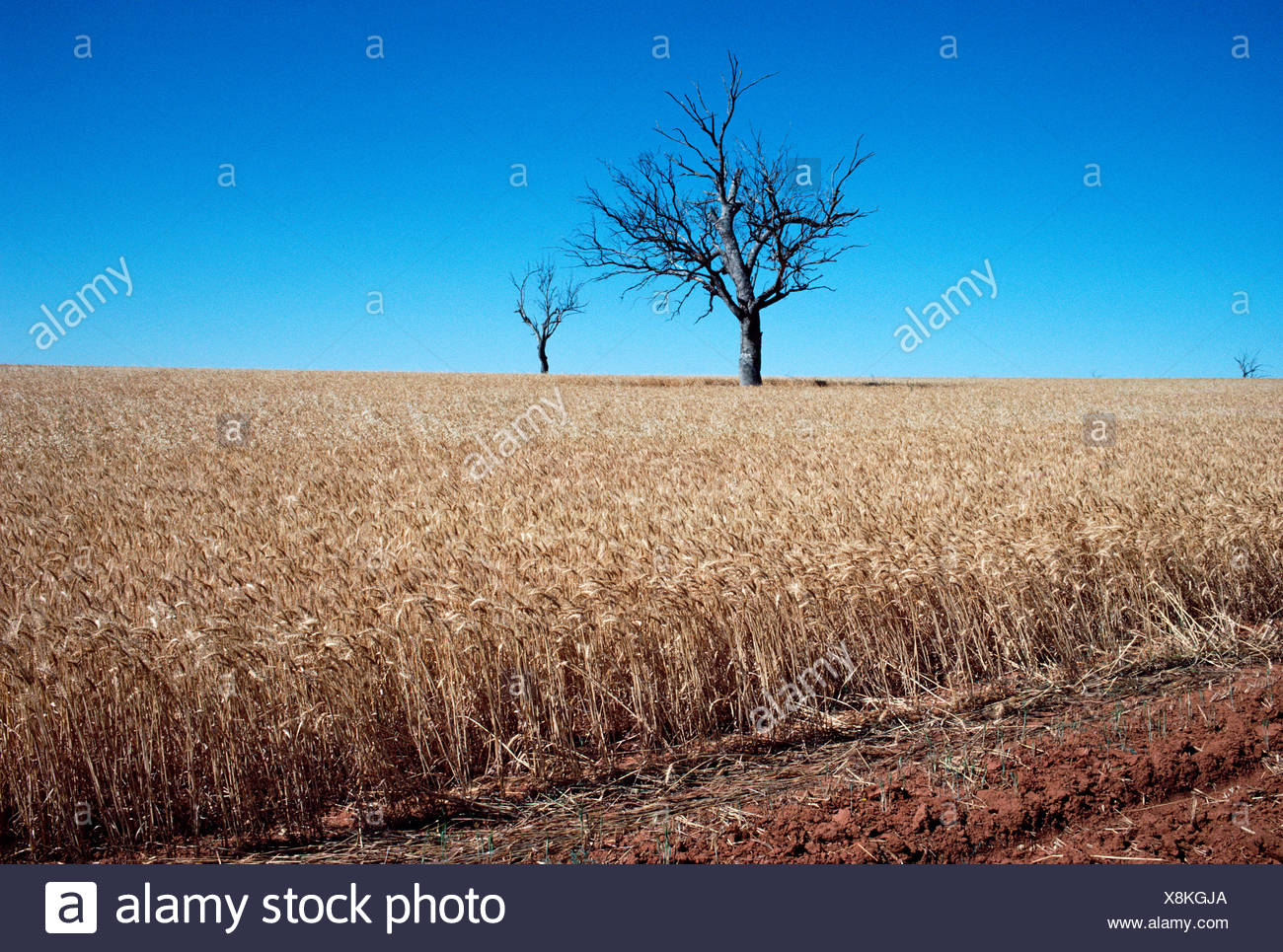 Wheat Field Australia Nsw Stock Photos & Wheat Field Australia Nsw