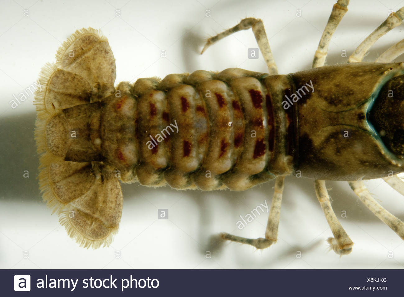 Crayfish Tail High Resolution Stock Photography and Images Alamy