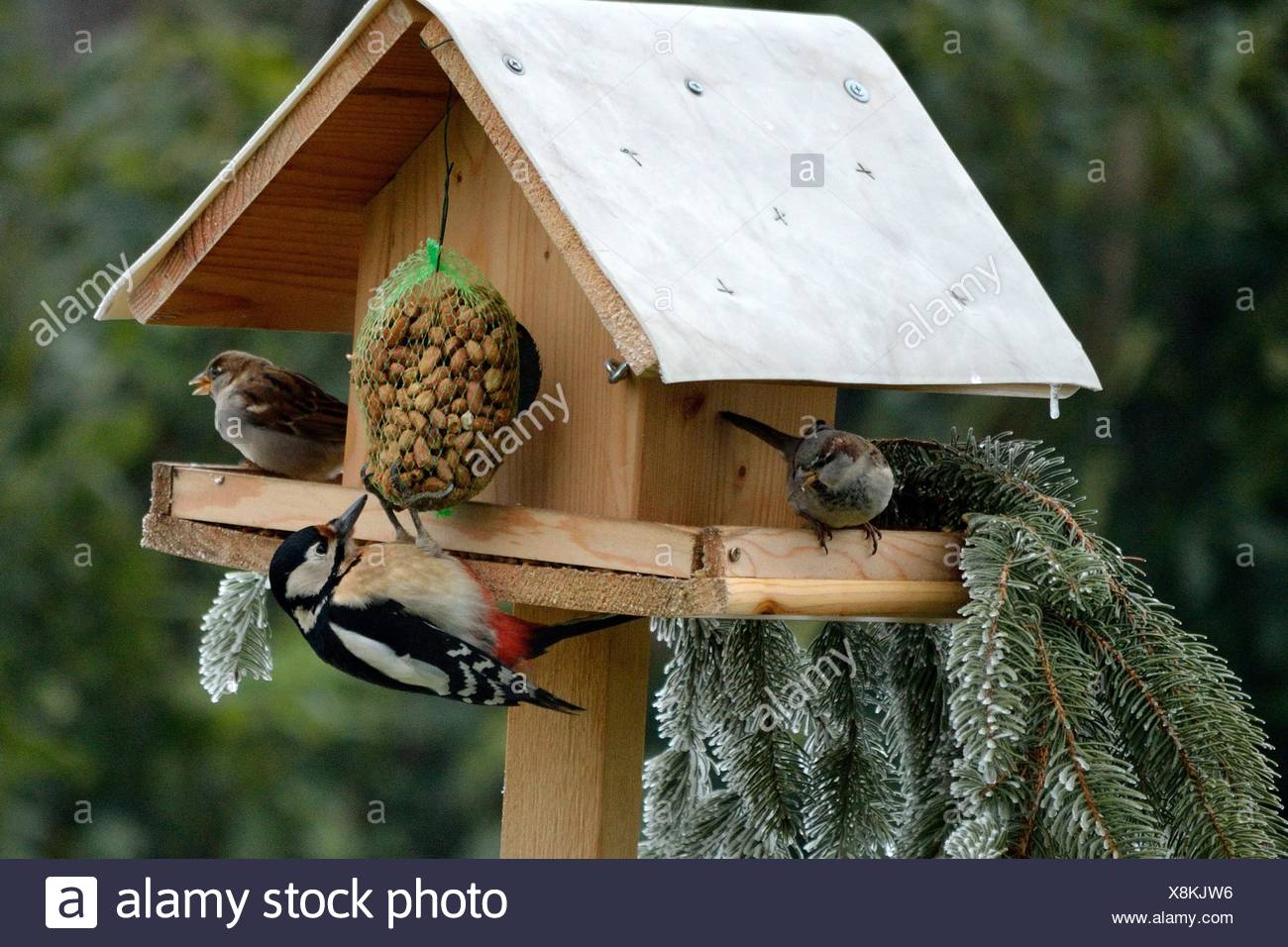 Vogelfutterhaus Stock Photos Vogelfutterhaus Stock Images Alamy