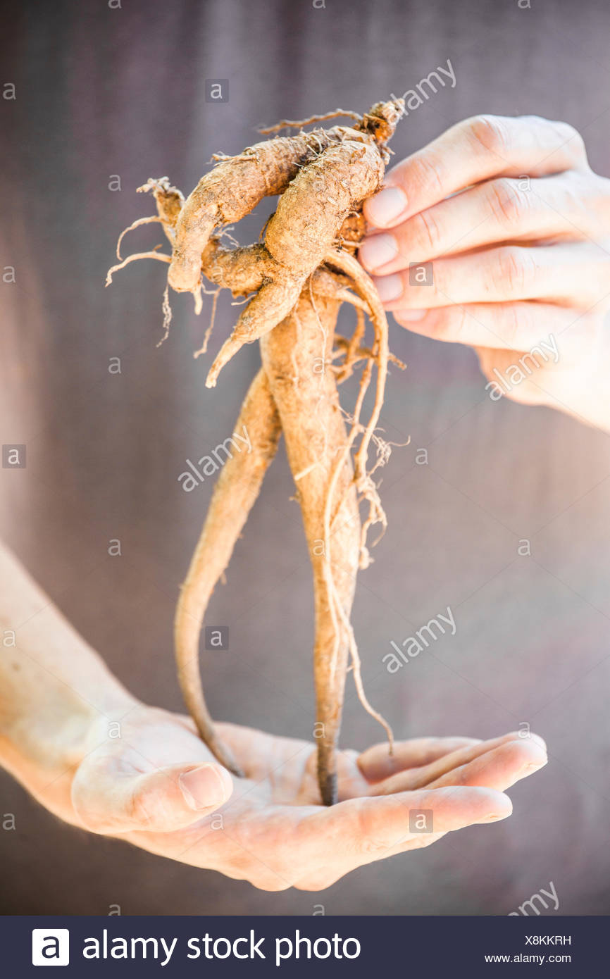 Mandrake Root Stock Photos & Mandrake Root Stock Images - Alamy