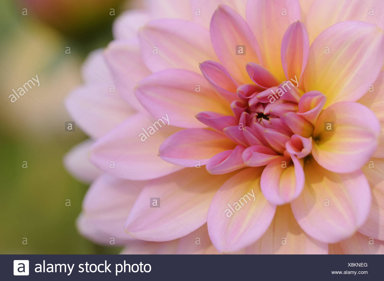 dahlia Stock Photo