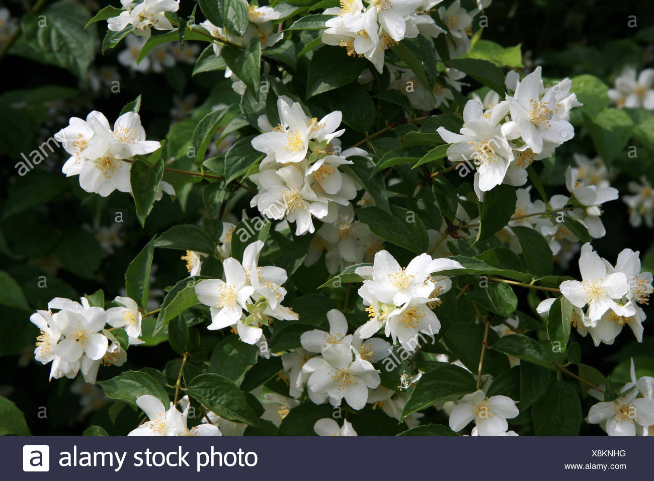 Strauch Jasmin Stock Photos & Strauch Jasmin Stock Images Alamy