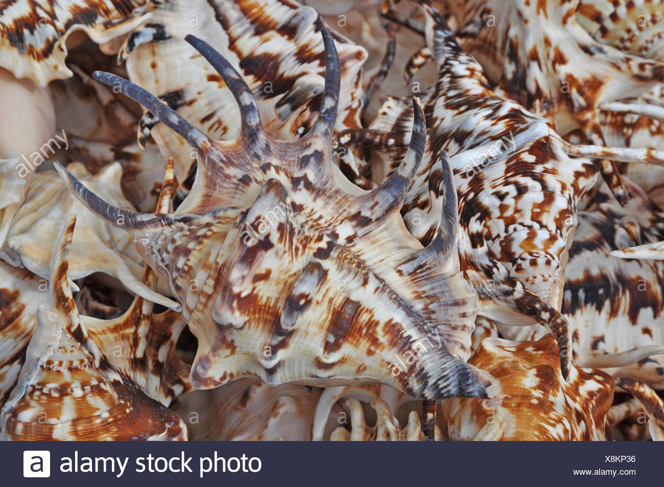Meeresschnecken Meeresschnecke Schnecke Schnecke Schneckenhaus Schneckenhauser Tier Tiere Meer Souvenir Souvenirs Stock Photo Alamy