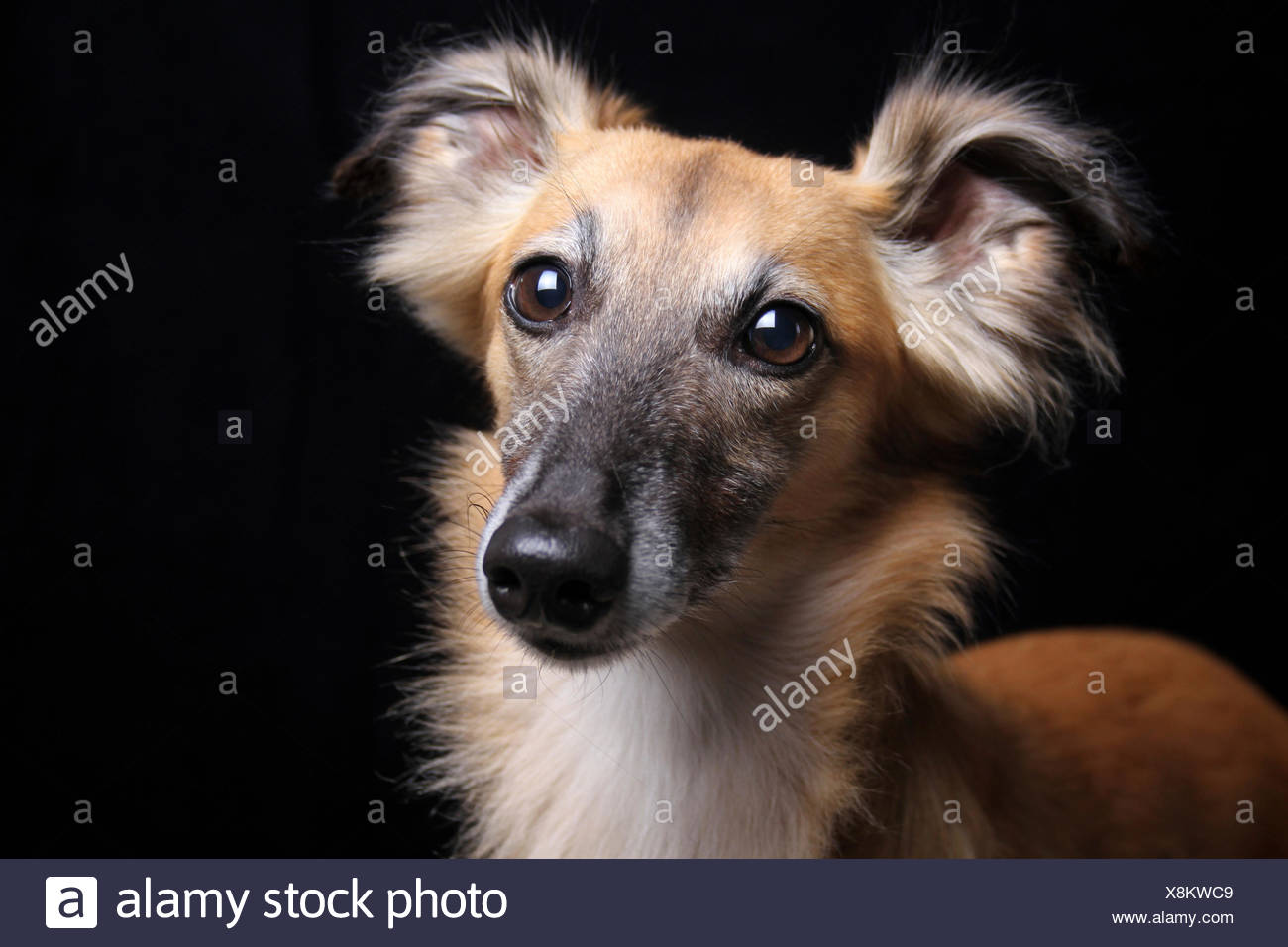 Longhaired Whippet Stock Photos Longhaired Whippet Stock Images