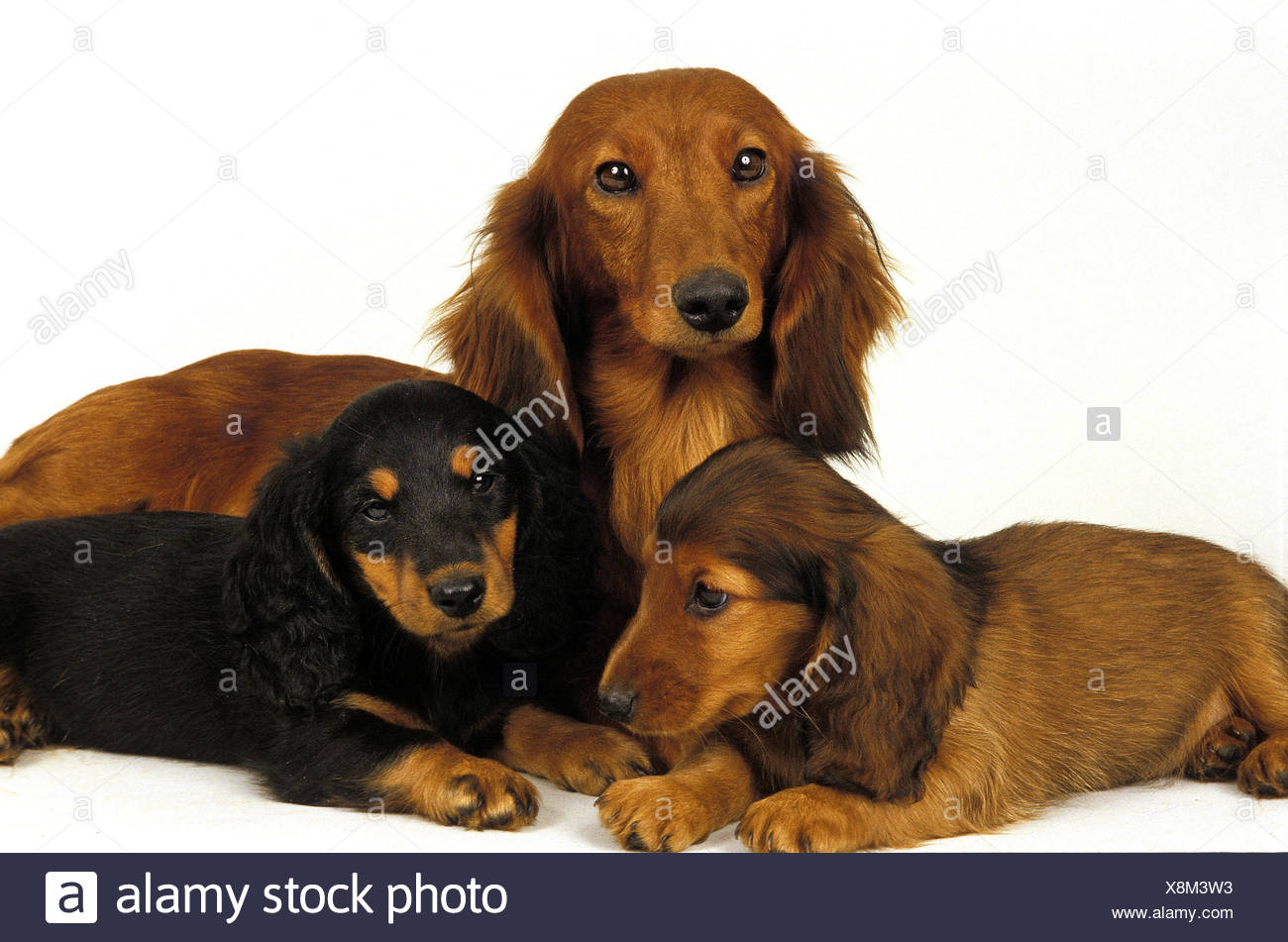 female long haired dachshund