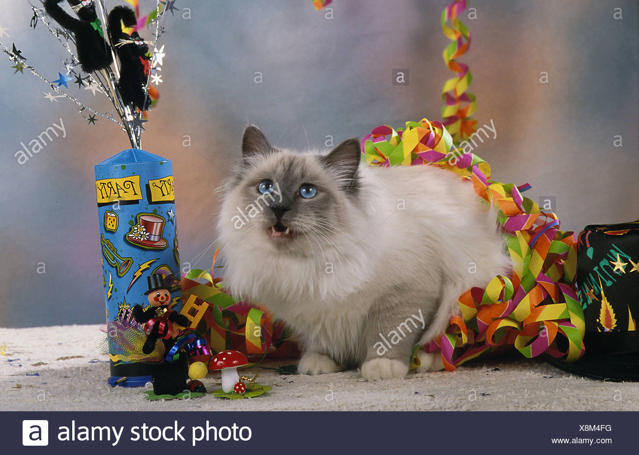 Domestic Cat Siamese Tabby Fearfull Between Carnival Stuff Stock