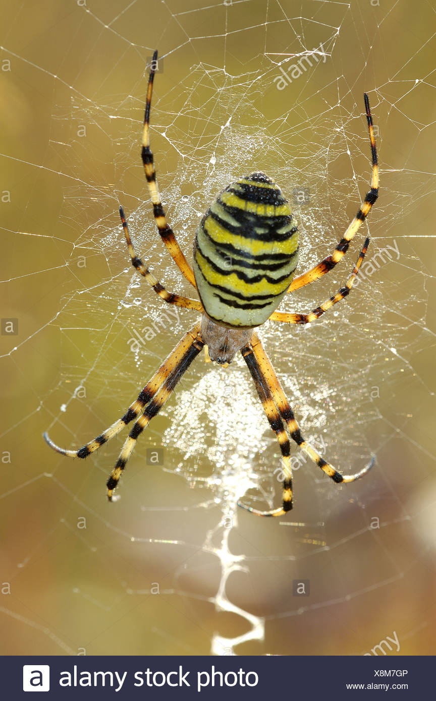 Black And Yellow Argiope Black And Yellow Garden Spider Argiope