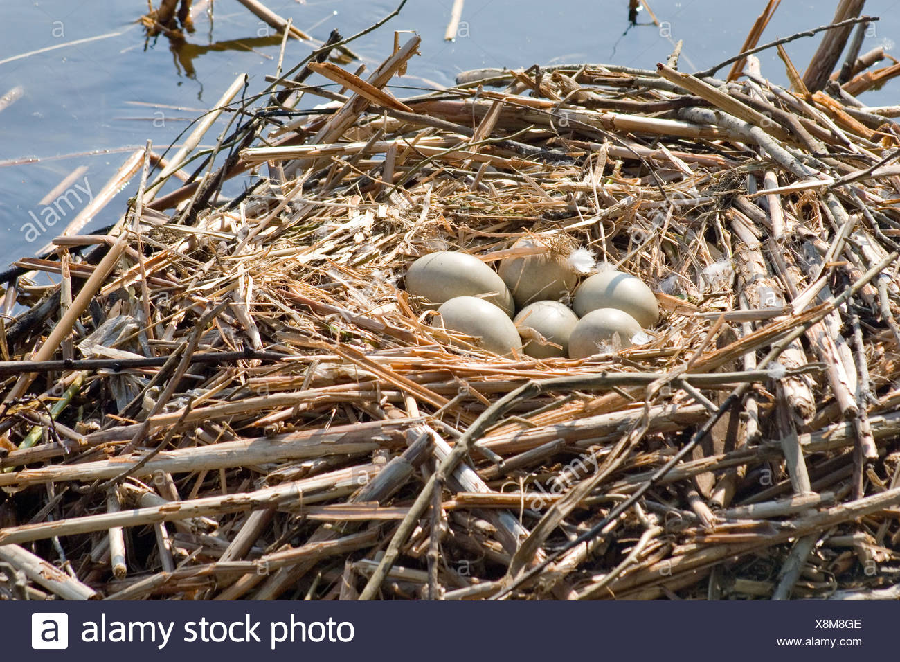 Swan Hatching Eggs Stock Photos & Swan Hatching Eggs Stock Images Alamy