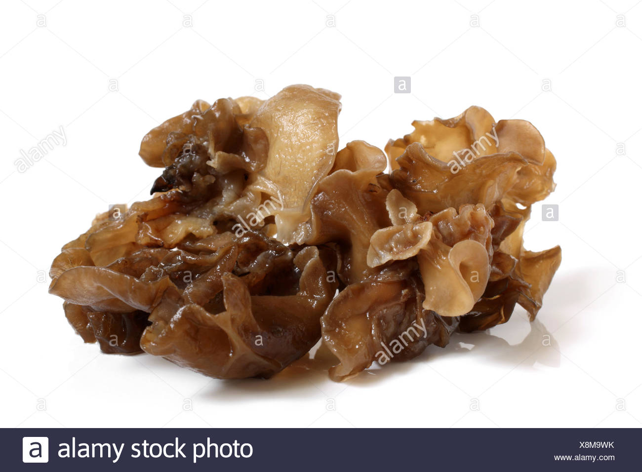 Cloud Ear Fungus High Resolution Stock Photography and Images Alamy