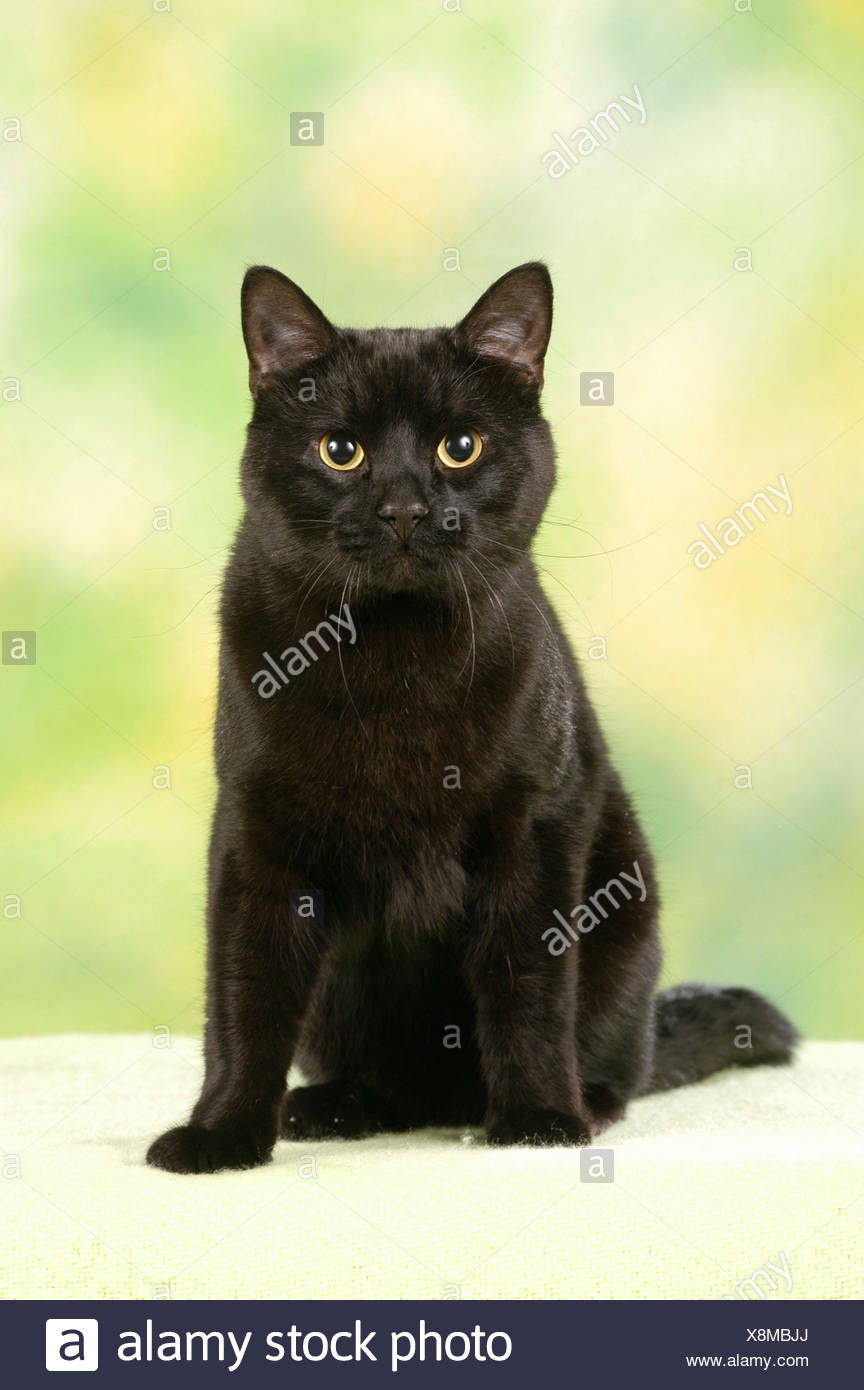 European Shorthair Black Adult Cat Sitting Germany Stock Photo