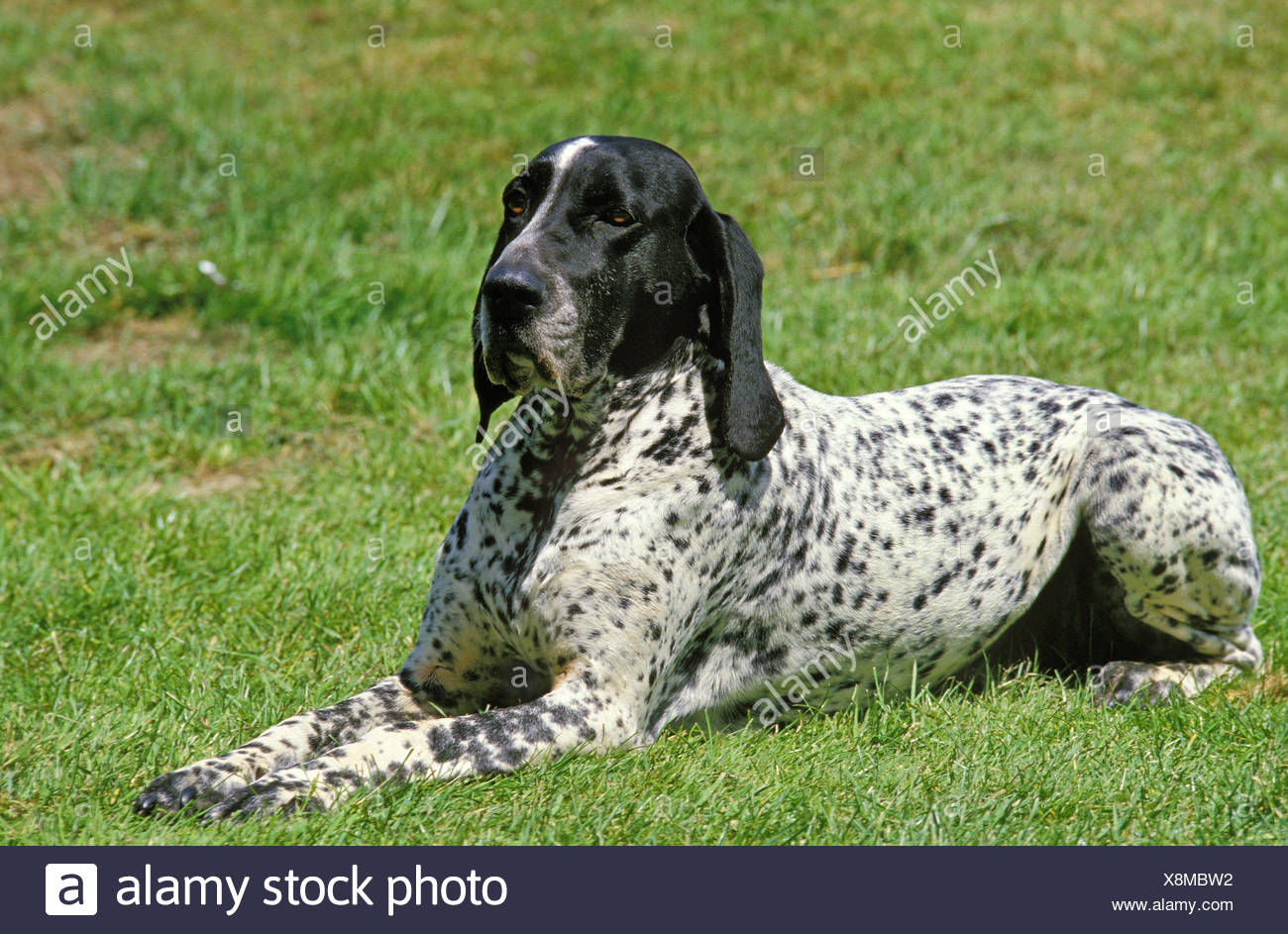 Braque Dauvergne Stock Photos Braque Dauvergne Stock