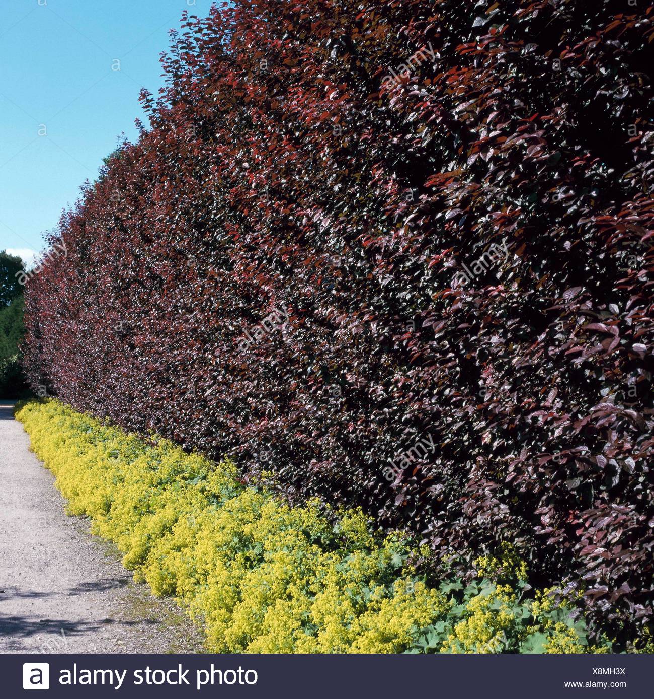 Scarica Gratis Images Underplanting Stock Photos Underplanting Stock Images Page 2 le plus cool
