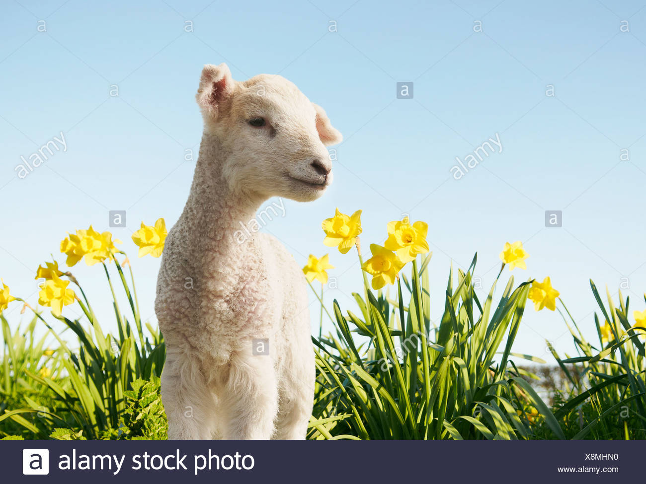 Lamb walking in field of flowers Stock Photo